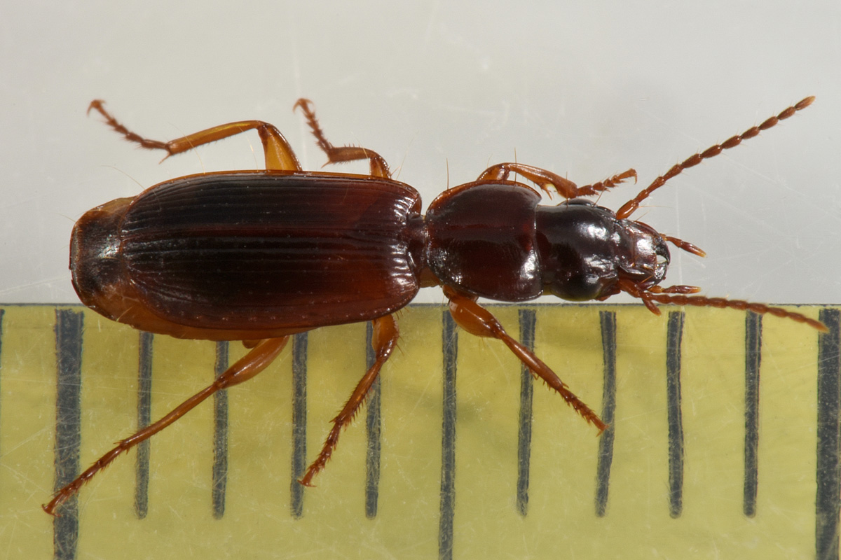 Carabidae: Potrebbe essere lui? cerrrto che  lui! Pseudomasorerus canigoulensis